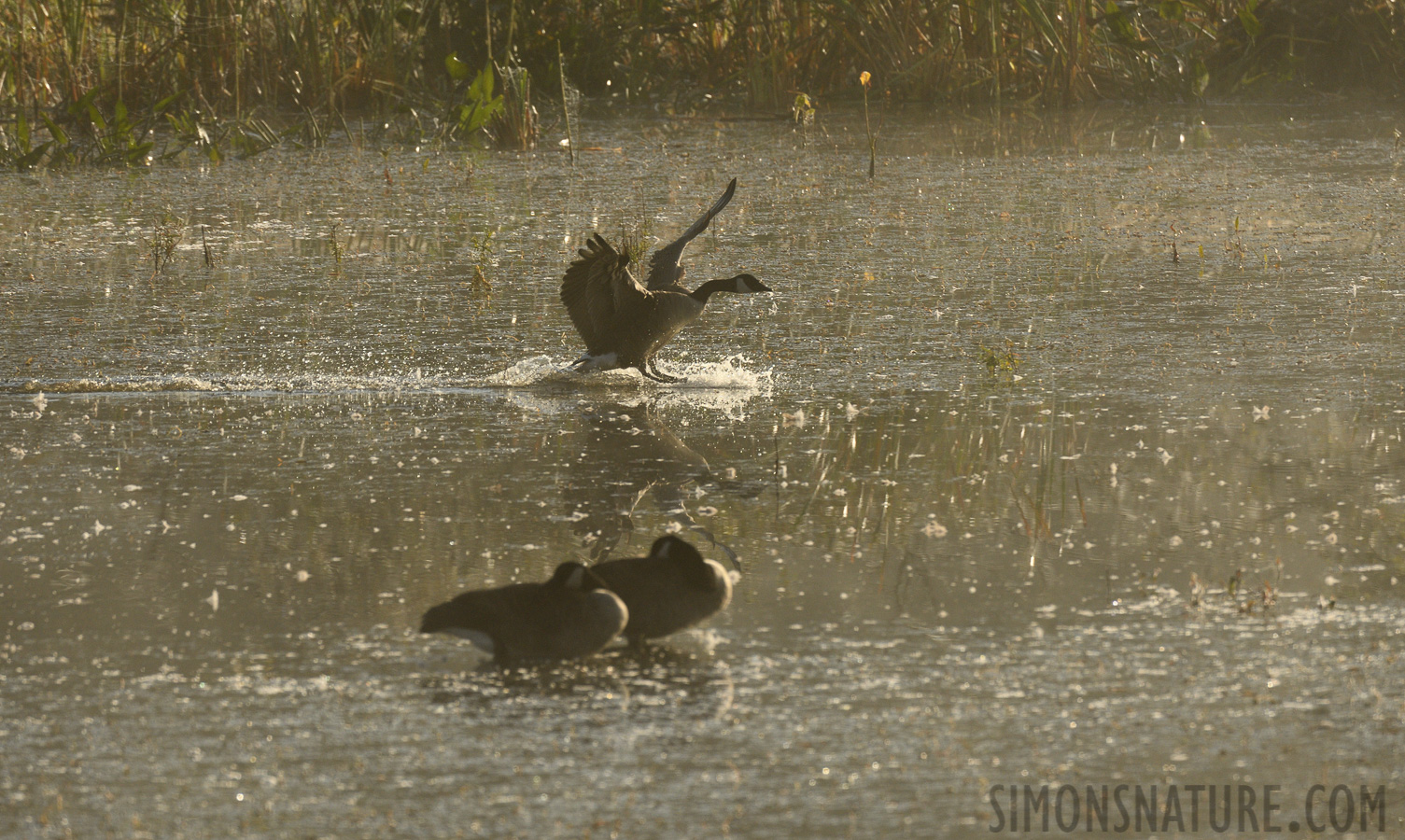 Branta canadensis interior [400 mm, 1/1600 sec at f / 8.0, ISO 500]